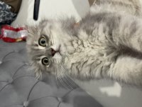 Dünya tatlısı scottish fold