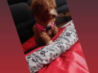 Dişi erkek pet eğitimli poodle yavrular