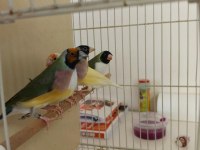Kendi Yavrusuna Bakan Gökkuşağı İspinozları