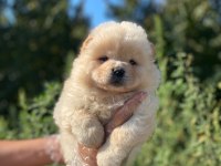 ORİJİNAL A KALİTE CHOW CHOW YAVRULAR