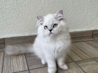 Sevgi dolu yakışıklı british longhair oğlumuz