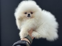 Show kalite pomeranian boo yavrularımız