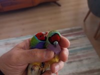 2023 goldian finch hazır takım bilezikli