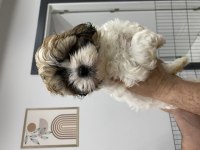 Yavru Shih tzu larım 