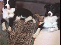 Border collie kardeşler yuva arıyor