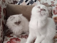 2 Aylık British Longhair ve Shorthair Dişi Yavrular