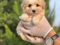 Sağlık Garantili Maltipoo Yavrular