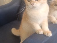 Dünyanın en güzel huylu kedisi AŞIK alacaksınız