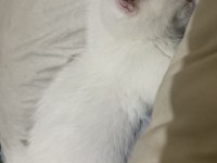 2 aylık british shorthair erkek
