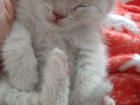 BRİTİSH SHORTHAİR ORJİNAL SEVİMLİ YAVRU KEDİ LILAC
