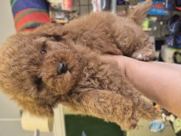 kore poodle köpeğimiz
