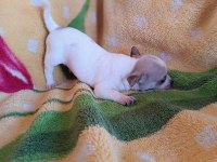 erkek şivava 2.5 aylık chihuahua