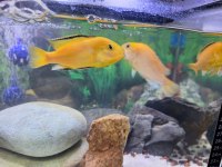 1 erkek ve 3 dişi sarı prenses 7-8 cm