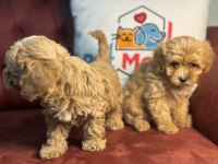 Show kalite maltipoo yavrularımız