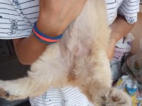 Uygun ve kaliteli maltipoo yavrular