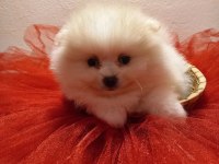 Beyaz ve orange pomeranian boo bebişlerimiz
