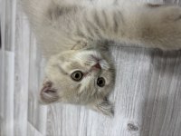 Scottish Fold Yavrularımız