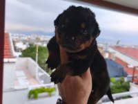 Rottweiler yavruları