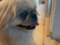 Pekinez köpeğimiz Mocha için yeni yuvasını arıyoruz