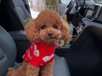 Vecihiden ırk ve sağlık garantili Kore Toy poodle