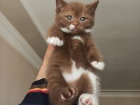 Cinnamon Bicolor British Shorthair