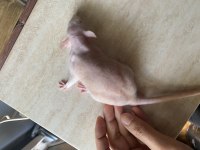 Husky Dumbo Rat (Husky Dumbo Sıçanı)