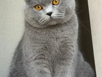 Yavru british shorthair