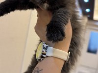 Yeni yuvalarına gitmeye hazır british shorthair kediler