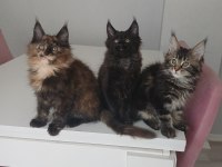 Xxl boy maine coon yavrular