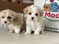Petmode köpek çiftliğinden tea cup kore maltipoo
