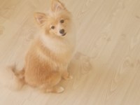 9-11 aylık tilki surat dişi pomeranian