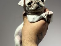 Egzotik beyaz pug mops erkek bebek