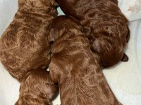 Red brown renk ırk garantili kore poodle bebekler