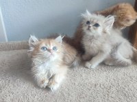 Şecereli british longhair golden yavrular