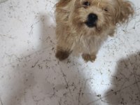 Pikapoo Yavru Köpeğimiz