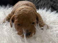 Toy Poodle S Beden