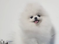 8 Aylık Erkek Pomeranian