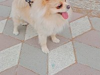 Pomeranian boo köpeği