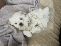 Kore maltese terrier