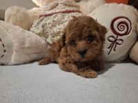 Minik poodle prensesiniz sizi bekliyor