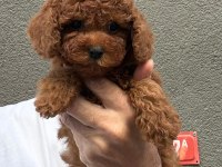 Kore teacup poodle