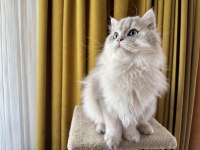 Gri british longhair paşa