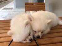 1.5 aylık pomeranian yavruları