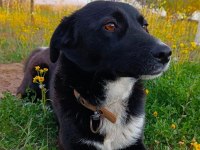 Rus finosu dişi köpeğimiz