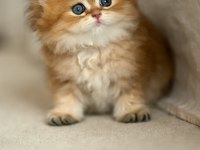 Eşi Bulunmayan Golden NY12 British Longhair