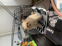 Çok uygun POMAPOO