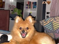 8 aylık erkek pomeranian tüm aşıları yapılmıştır