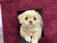 2 aylık dişi longhair chihuahua
