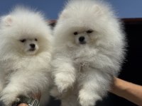 Fcı export sçr li pomeranian lar ziyarete açık