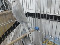 Jumbo Güzel Form Dişi Muhabbet Kuşu Gösterişli